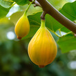 close-up of a fresh ripe yellow fig hang on branch tree. autumn farm harvest and urban gardening concept with natural green foliage garden at the background. selective focus