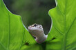 Leaopard gecko closeup head, Gecko hiding behind green leaves. closeup gecko
