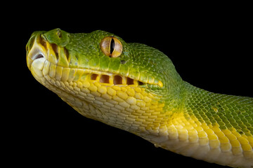 Wall Mural - green tree python snake closeup head, chondropython viridis snake closeup with black background, mor