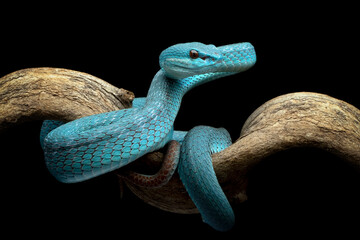 Wall Mural - Blue viper snake on branch, Blue viper snake closeup on natural background, Indonesian viper snake