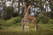 Giraffe in the forest during safari tour in Lake Nakuru, Kenya