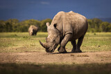 Fototapeta Las - Amazing rhino animal with savana in background during safari tour in Ol Pejeta Park, Kenya
