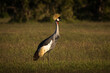 gray crowned crane birds during safari trip in Amboseli National Park, Kenya with beautiful landscape in background