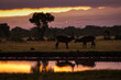 Antelope during beautiful sunrise in background in safari tour Ol Pejeta, Kenya