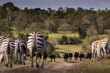 Group of zebra and bufalo facing together in Ol Pejeta Park, Kenya