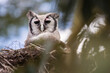 Owl in the nest during safari tour in Ol Pejeta Park, Kenya