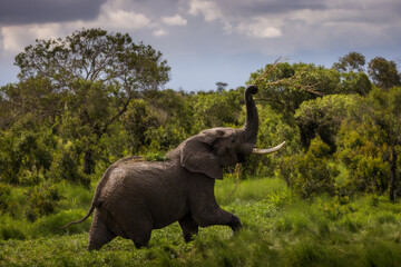 Wall Mural - Furious elephant in the forest during safari tour in Ol Pejeta Park, Kenya