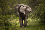 Fototapeta Las - Furious elephant in the forest during safari tour in Ol Pejeta Park, Kenya