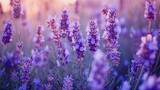 Fototapeta Lawenda -  a field of lavender flowers with the sun shining through the purple flowers on the right side of the picture and the lavender flowers on the left side of the right side of the picture.