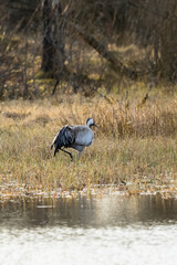 Poster - Crane walking by the water's edge in spring