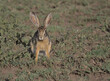 front view of african savanna hare sitting alert on the grass in the wild savannah of serengeti national park, tanzania