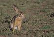 african savanna hare sitting on the ground looking alert in the wild plains of serengeti national park, tanzania