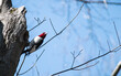 Red-headed Woodpecker (Melanerpes erythrocephalus) Perched on Tree Cavity