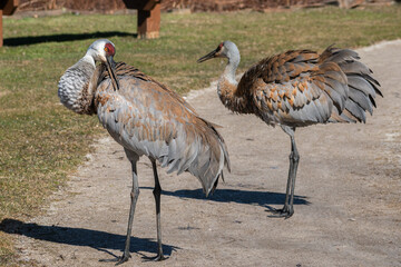 Wall Mural - Sandhill Cranes (Antigone canadensis) Standing on Pathway Together