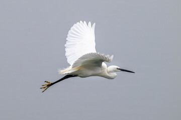 Wall Mural - Minimal image of a little egret (Egretta garzetta) in flight. Species of small heron in the family Ardeidae. Isonzo river mouth, Isola della Cona, Italy.