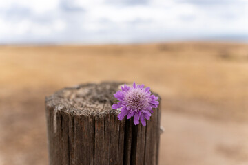 Purple flower on a log