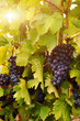 Blue grape cluster on vine closeup photo