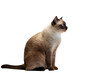 siamese cat sitting isolated on a white background with blue eyes, looking cute and beautiful.isolated