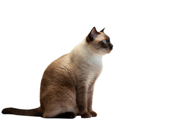 siamese cat sitting isolated on a white background with blue eyes, looking cute and beautiful.isolated