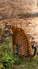 Wall Mural - a tiger sitting next to a road with a bear standing beside