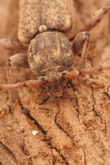 Closeup shot of a French plant parasite brown longhorn beetle, Tricheferus griseus