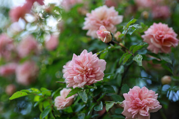 Sticker - Beautiful pink english climbing roses in bright sunshine in the perennial cottage garden in summer.