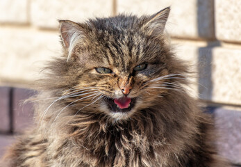  Portrait of a cat with an open mouth