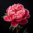 © Zuyu - Vibrant Pink Peony Flower Against Black Background. A striking pink peony in full bloom, its petals exuding vibrancy and vitality, stands out against a deep black background.