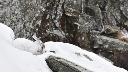 Wall Mural - Among the rocks of the wild Alps, the mountain hare (Lepus timidus)