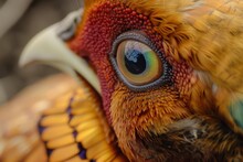 Closeup Of Golden Pheasants Iridescent Eye