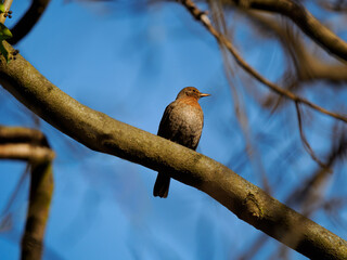 Canvas Print - Redwing sitting on a tree branch in the forest