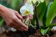 closeup of hands repotting an orchid into fresh soil