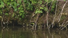 Moorhen On The Lake Shore During Mating Season