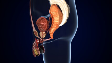 Wall Mural - Man reproductive system median section. Male genital organs. 3d illustration