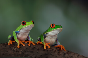 Wall Mural - A pair of Red-eyed Tree Frogs (Agalychnis callidryas).