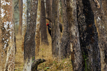 Poster - The white-bellied woodpecker or great black woodpecker (Dryocopus javensis), a typical view of the great Asian woodpecker in a dry tropical forest.