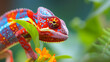 Reunion chameleon. Reptile and reptiles. Amphibian and Amphibians. Tropical fauna. Wildlife and zoology