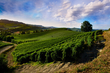 Wall Mural - Landscape over the vineyards in the Piedmontese hills of the Langhe