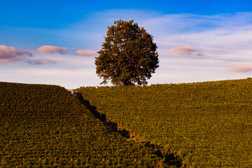 Wall Mural - Landscape over the vineyards in the Piedmontese hills of the Langhe