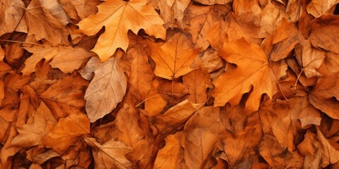 Wall Mural - Autumn leaves background.