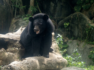 Wall Mural - Asian black bear, Ursus thibetanus, Bali Safari Indonesia