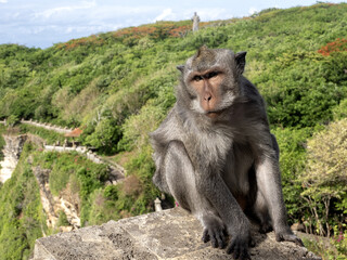 Wall Mural - Long-tailed Macaque, Macaca fascicularis, Uluwatu temple Bali Indonesia