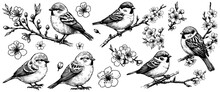 Set Of Of Birds And Flowers, Line Drawings, Ink Drawing, Hand Drawn Illustration, Vector