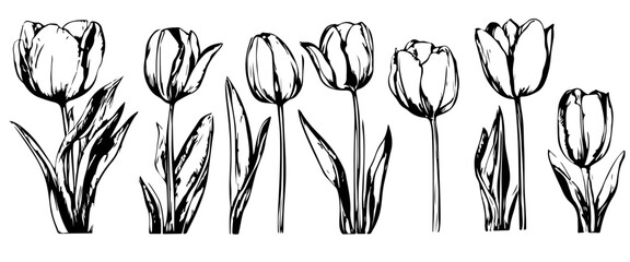 Wall Mural - Tulip flowers decoration doodle set. Collection of hand drawn various blooming tulip floral pattern decorations wallpaper in rows isolated on transparent background