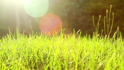 Wall Mural - The sunshine of the spring shining onto the vigorous green lawn, the brilliant sunshine and blurred green trees as the background