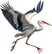 White Stork , Close-up Colored-pencil Sketch Of A White Stork, Ciconia Ciconia.