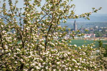 Wall Mural - Blossoming cherry trees in the village Ockstadt, part of the town Friedberg, Hesse, Germany, Europe, view to the town Friedberg with castle tower, called Adolf's Tower or Adolfsturm