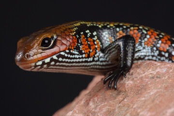 Portrait of a Fire Skink against a black background
