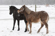 Winterkoppel mit jungen Islandpferden