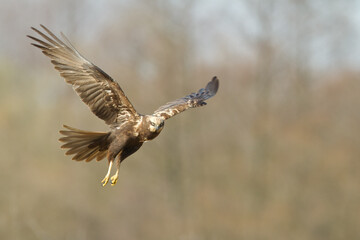  Birds of prey - Marsh Harrier Circus aeruginosus hunting time bird landing spring time